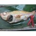 画像2: 【冷凍食品】メバル　セミドレス　煮魚や焼魚にクセの無い白身魚。中国産　1K　7尾入り (2)