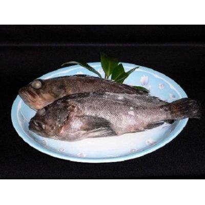 画像3: 【冷凍食品】メバル　セミドレス　煮魚や焼魚にクセの無い白身魚。中国産　1K　7尾入り