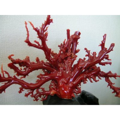 画像2: 国産　赤珊瑚　血赤　キロ売り