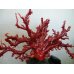 画像2: 国産　赤珊瑚　血赤　キロ売り (2)