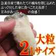 画像2: 殻つきスチーム　宮島牡蠣　20個入り　生食でも大丈夫! (2)