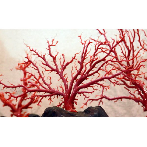 画像1: 国産　赤珊瑚　血赤　キロ売り (1)