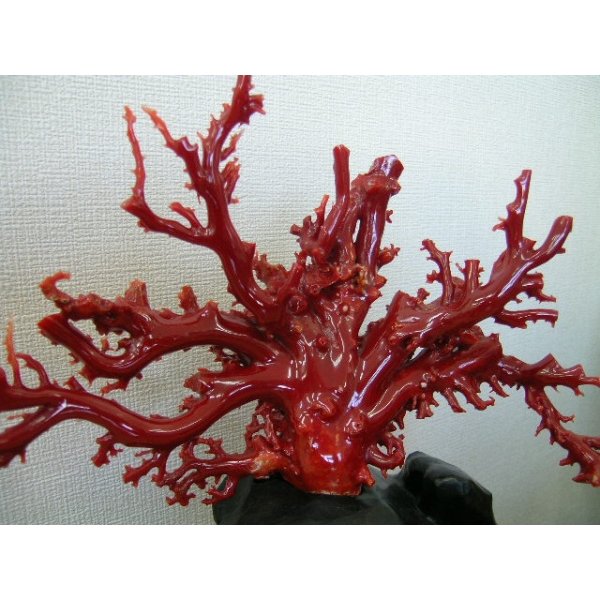 画像2: 国産　赤珊瑚　血赤　キロ売り (2)